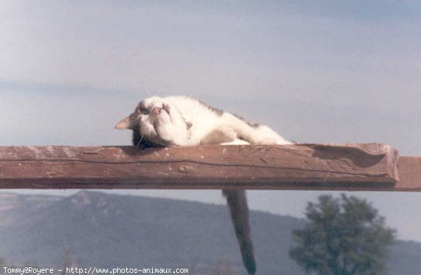 Photo de Chat domestique