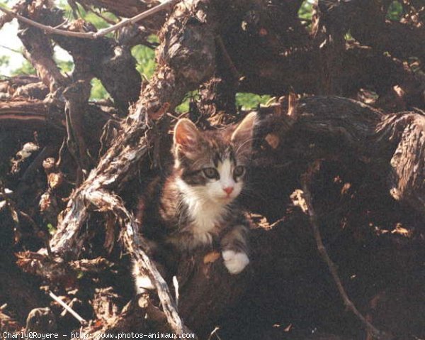 Photo de Chat domestique