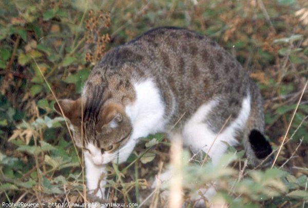 Photo de Chat domestique