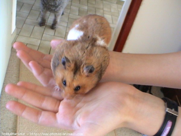 Photo de Hamster