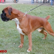 Photo de Boxer