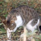 Photo de Chat domestique