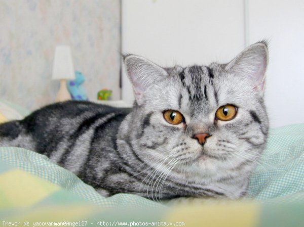 Photo de British shorthair