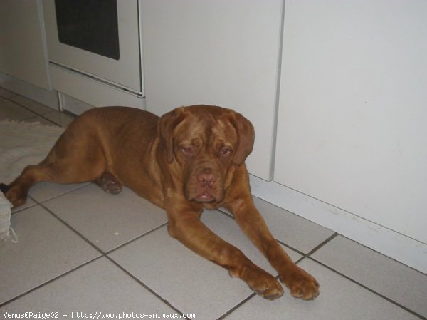 Photo de Dogue de bordeaux