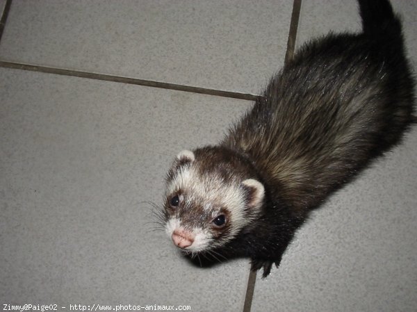 Photo de Furet