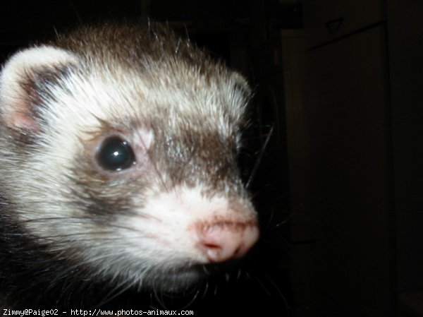 Photo de Furet