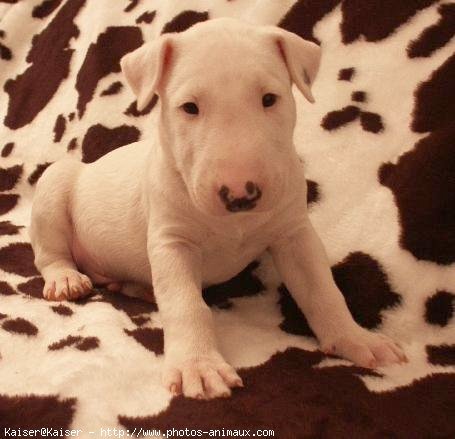 Photo de Bull terrier miniature