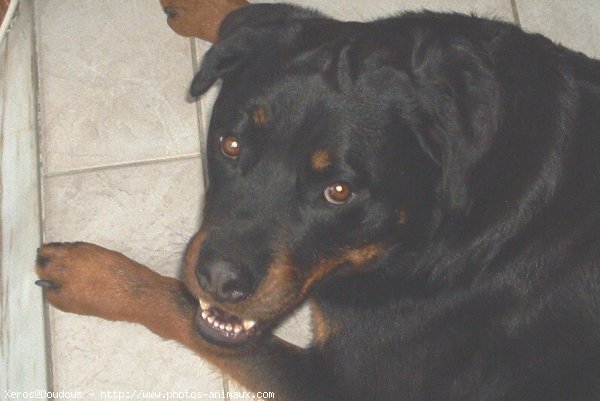 Photo de Rottweiler