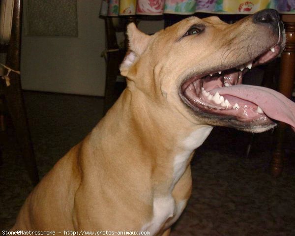 Photo d'American staffordshire terrier