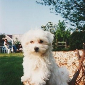 Photo de Bichon maltais