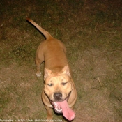 Photo d'American staffordshire terrier