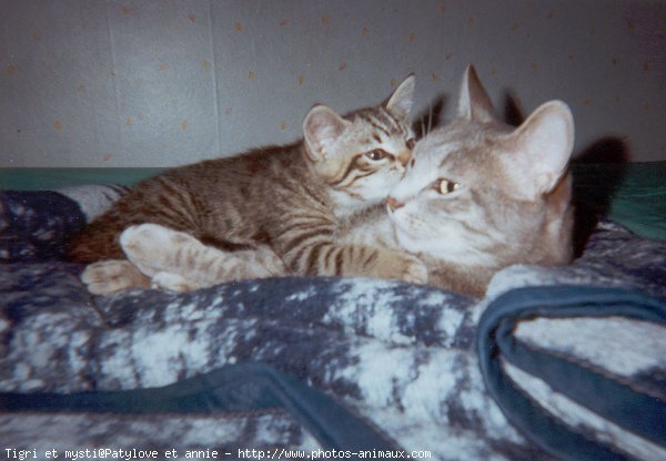 Photo de Chat domestique