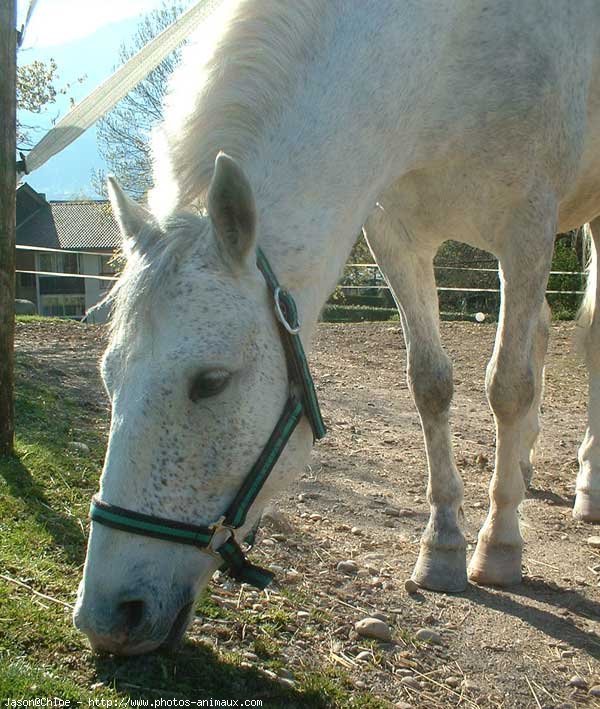 Photo de Poney franais de selle