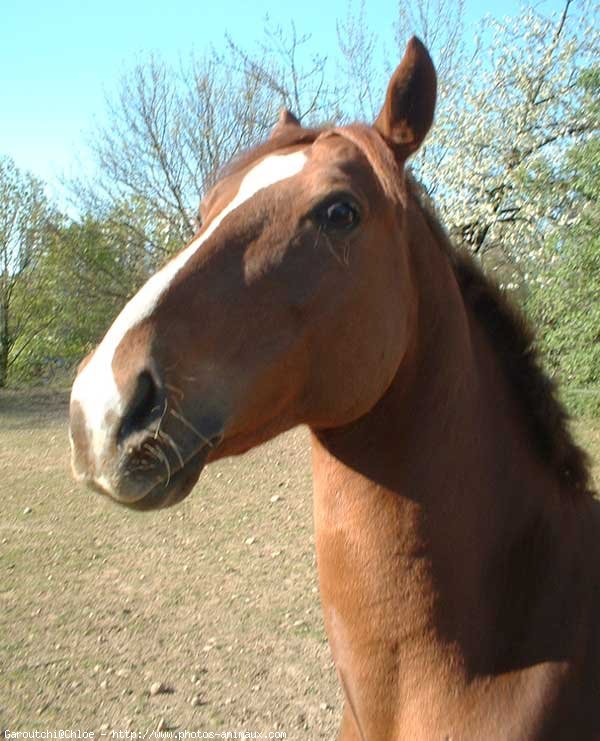 Photo de Poney franais de selle