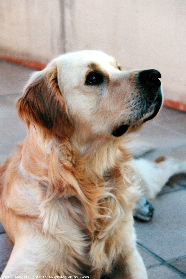 Photo de Golden retriever