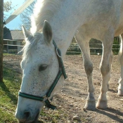 Photo de Poney franais de selle