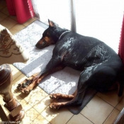 Photo de Dobermann