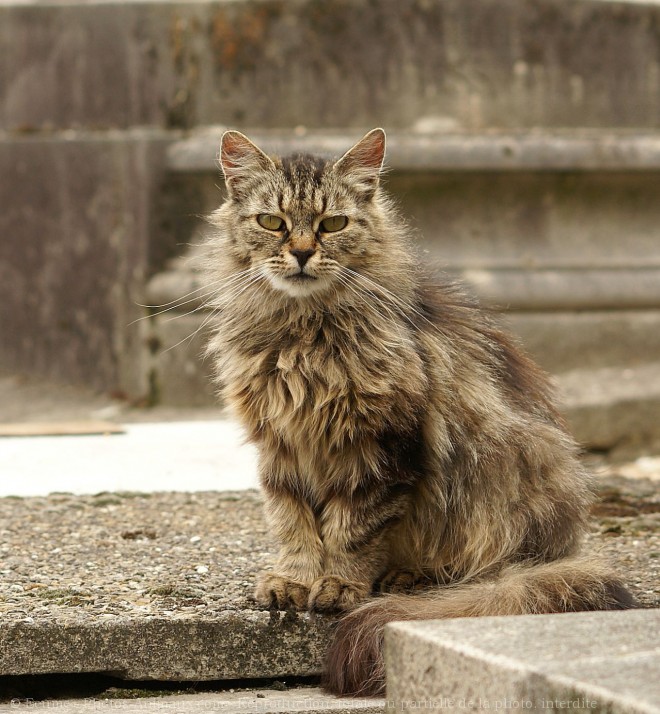 Photo de Chat domestique