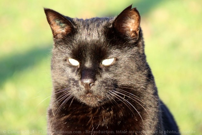 Photo de Chat domestique