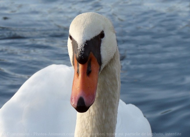 Photo de Cygne