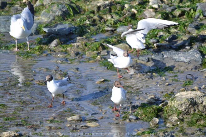 Photo de Mouette