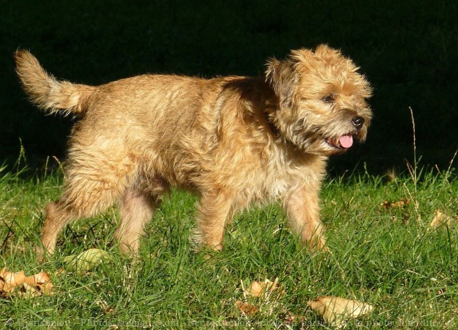 Photo de Border terrier