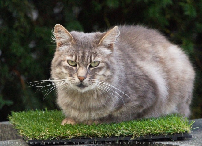 Photo de Chat domestique