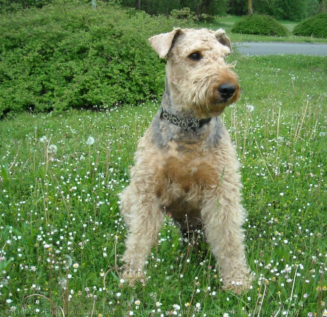 Photo d'Airedale terrier