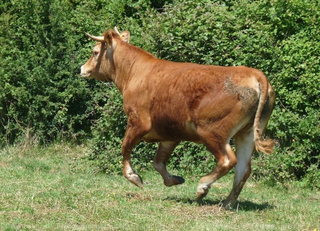 Photo de Vache