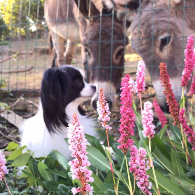 Photo d'Epagneul nain papillon