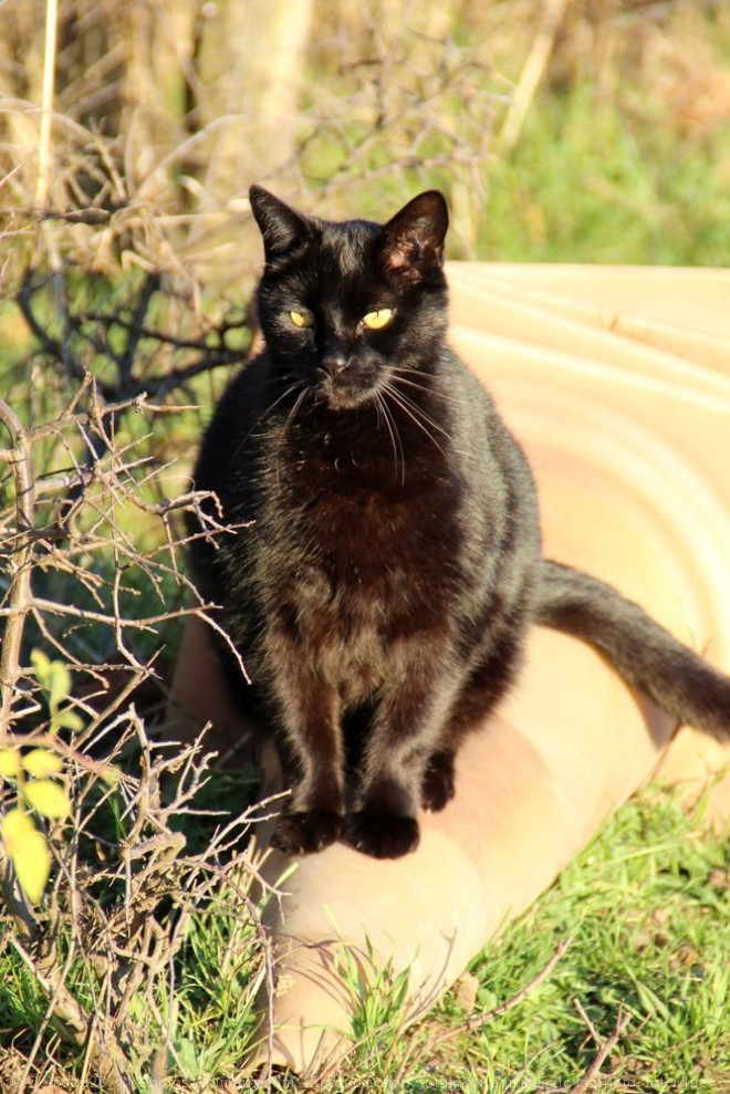 Photo de Chat domestique