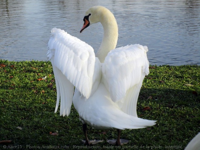 Photo de Cygne