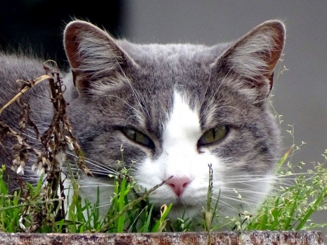 Photo de Chat domestique