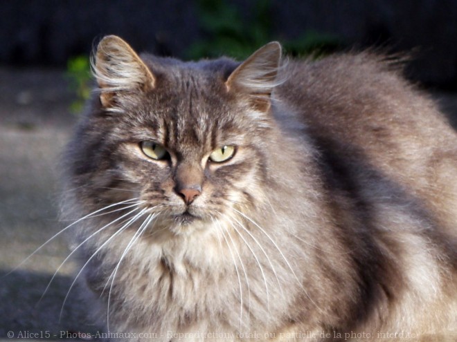 Photo de Chat domestique