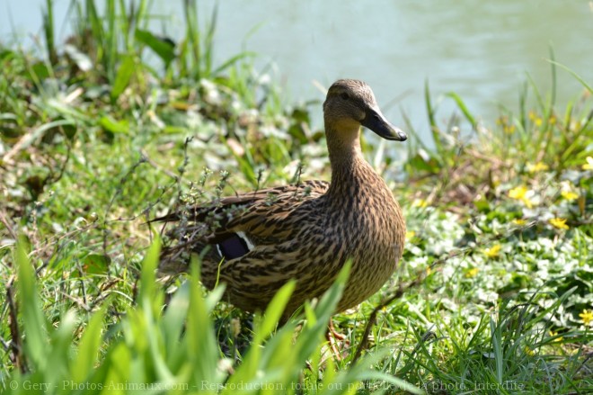 Photo de Canard