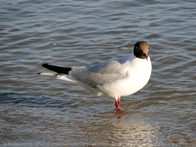 Photo de Mouette