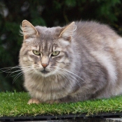 Photo de Chat domestique