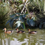 Photo de Canard dendrocygne