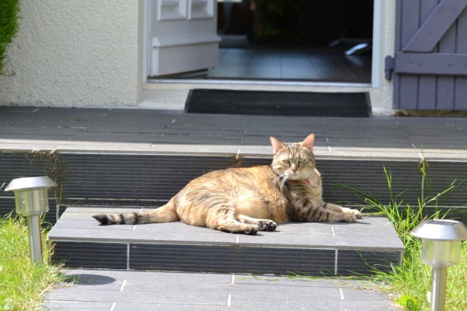 Photo de Chat domestique