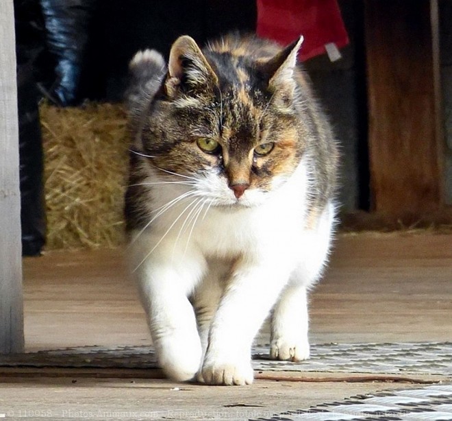 Photo de Chat domestique