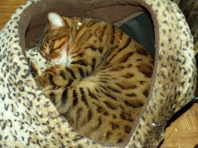 Photo de Bengal