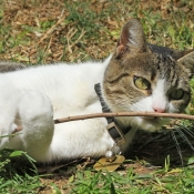 Photo de Chat domestique