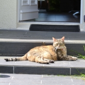 Photo de Chat domestique