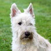 Photo de Scottish terrier