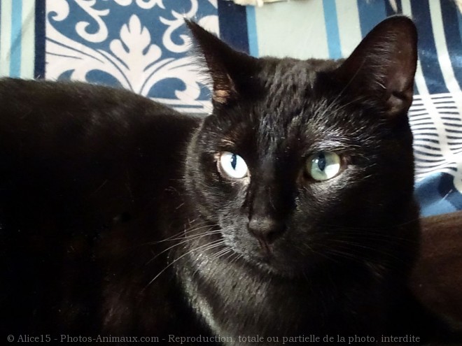 Photo de Chat domestique