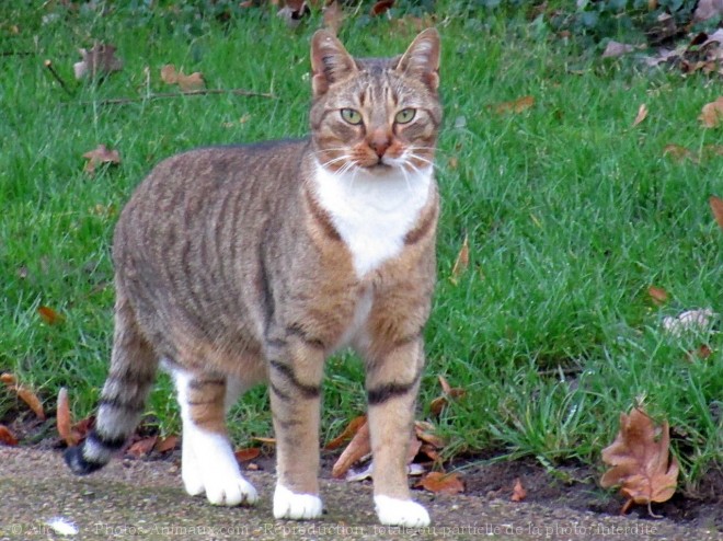 Photo de Chat domestique