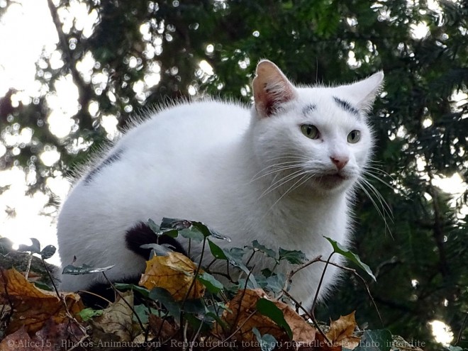 Photo de Chat domestique