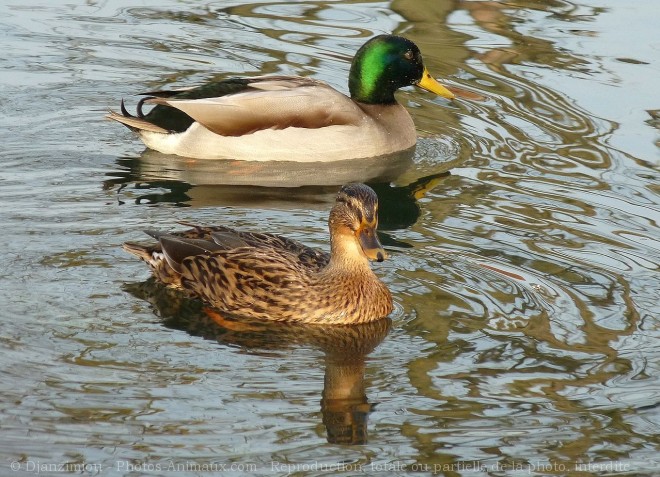 Photo de Canard colvert