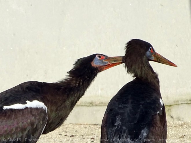 Photo de Cigogne