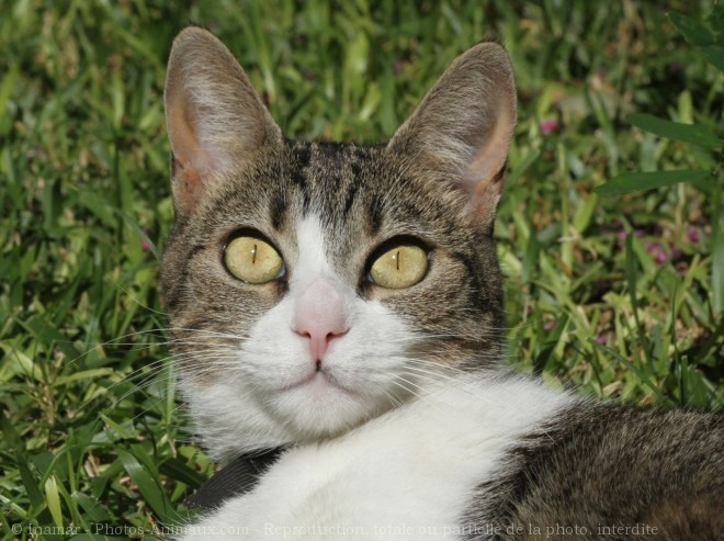 Photo de Chat domestique